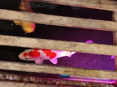 -郭家大院(新源店)