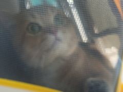 -博特宠物医院24h犬猫全科.骨科·异宠