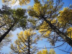 -塞罕坝国家级自然保护区