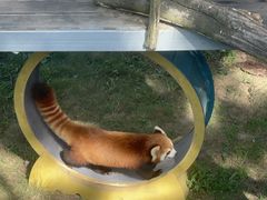 -西霞口神雕山野生动物世界