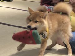 -逗柴咖啡屋·狗咖猫咖宠物桌游