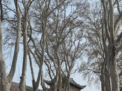 -武汉大学-樱园