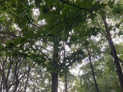 -杭州半山国家森林公园