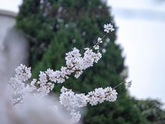 -武汉大学-樱园