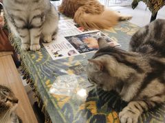 -平行世界·猫咖(首经贸店)