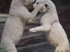 -陕西自然博物馆