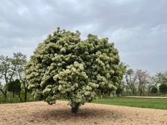 -汉长安城未央宫国家考古遗址公园