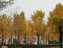 -郑州市世纪公园