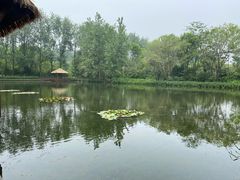 -溱湖国家湿地公园