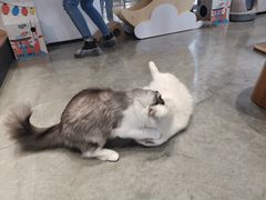 -瞄一喵猫咖(格力海岸店)