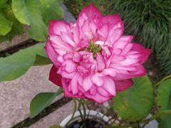 -荷风细雨·中国茶宴(碧云店)