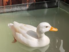 -上海崇明金茂凯悦酒店