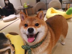 -逗柴咖啡屋·狗咖猫咖宠物桌游