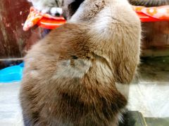 -猫咪博物馆(顶澳仔猫街店)