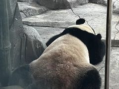 -武汉动物园