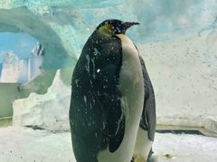 -海合安成都极地海洋公园