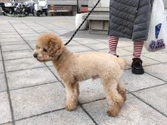 -北京观赏动物医院·24小时大型综合·猫专科·异宠专科