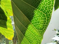 -昆明植物园