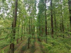 -黄海国家森林公园