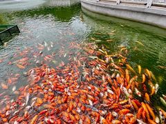 -广东圆玄道观