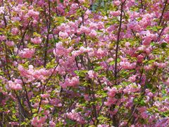 -长白岛森林公园