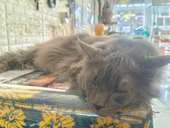 -平行世界·猫咖(首经贸店)