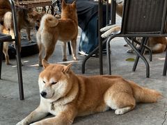 -柴犬高等学院·狗咖·柴犬售卖·宠物训练