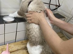 -宠颐生动物医院·猫科·心脏科(海口分院)