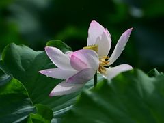 -四川大学(华西校区)