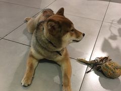 -柴务处·柴犬主题狗咖