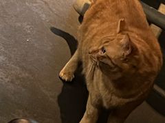 -肥仔文澳门猪骨煲(南京西路店)