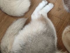 -Husky Go! 哈士奇体验馆·宠物咖啡厅狗咖