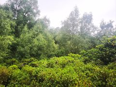 -大亚湾红树林城市湿地公园