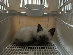 -瑞派宠物医院·犬猫全科·猫友好(宾水西道店)