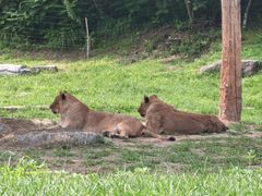 -北京野生动物园