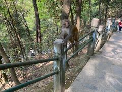 -黔灵山公园