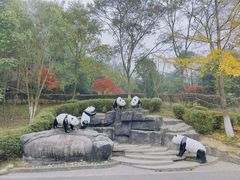 -都江堰中华大熊猫苑