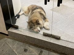 -Wolfgang’s Steakhouse 沃夫冈牛排馆(上海白玉兰广场店)