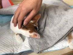 -乐派堂宠物医院·猫友好· 心脏科(东街店)