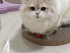 -喵zoo家庭繁育猫舍(尖东智能花园店)