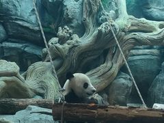 -武汉动物园