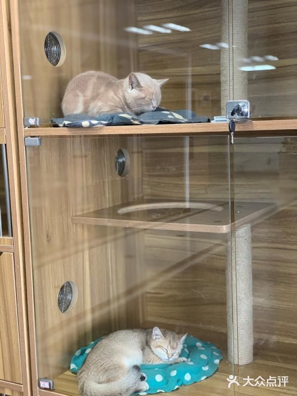 奉贤最萌的猫咪馆