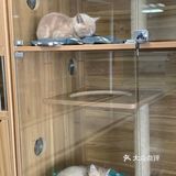 奉贤最萌的猫咪馆 