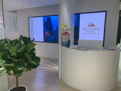 -BELLAREAL新美社