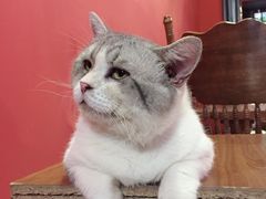 -猫色咖啡·猫咖