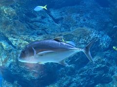 -暹罗海洋世界
