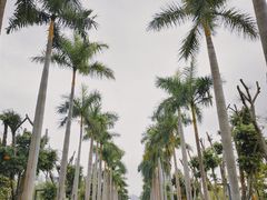 -香蜜公园