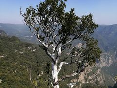 -神农山景区