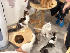 -楼上猫咖(罗湖店)