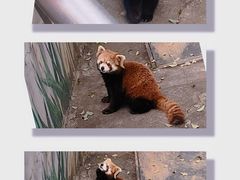-广州动物园